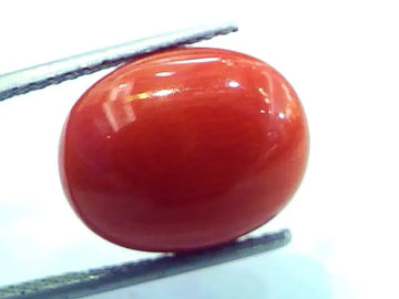 9.30 Ct Untreated Natural Italian Red Coral Premium Quality AAA