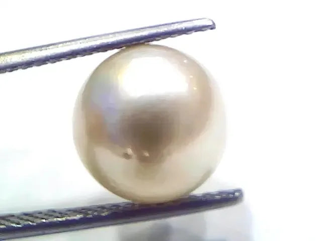 9.27 Ct Natural Certified Real South Sea Pearl Certified Moti - Venus Gems