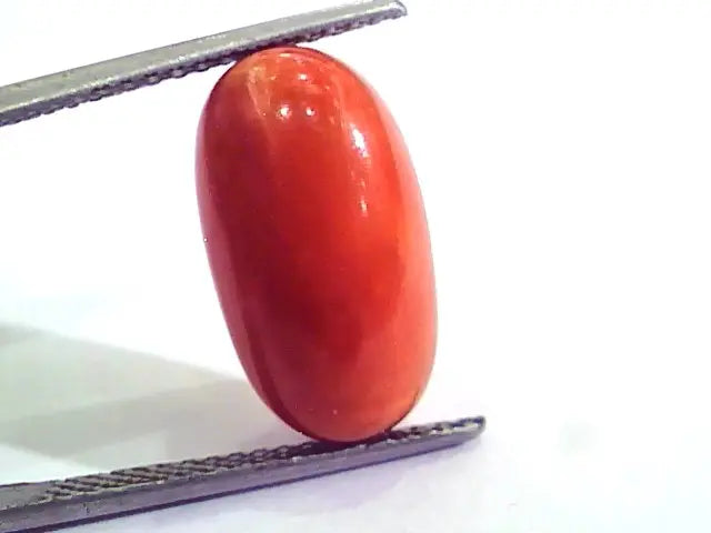 9.33 Ct 15.5 Ratti Natural Italian Red Coral Moonga Gemstone AAAA