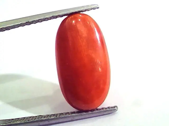 9.33 Ct 15.5 Ratti Natural Italian Red Coral Moonga Gemstone AAAA