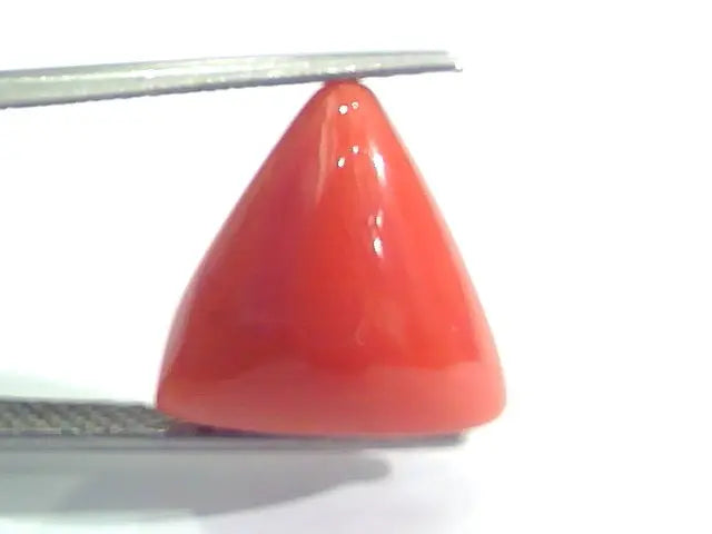 9.39 Ct 15.6 Ratti Natural Italian Triangle Red Coral Moonga Gemstone
