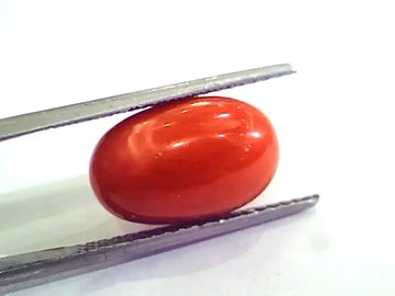 9.35 Ct 10.38 Ratti Natural Italian Red Coral Moonga Gemstone AAAA