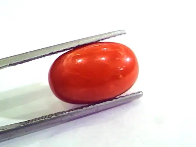 9.35 Ct 10.38 Ratti Natural Italian Red Coral Moonga Gemstone AAAA