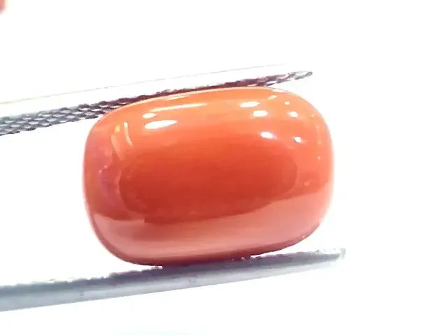 9.34 Ct 10.37 Ratti Natural Italian Red Coral Moonga Gemstone - Venus Gems