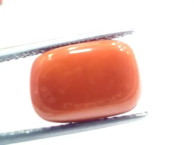 9.34 Ct 10.37 Ratti Natural Italian Red Coral Moonga Gemstone - Venus Gems