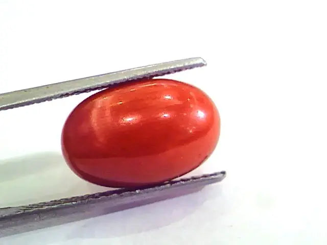 9.38 Ct 15.5 Ratti Natural Italian Red Coral Moonga Gemstone AAAA