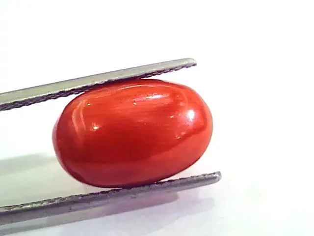 9.38 Ct 15.5 Ratti Natural Italian Red Coral Moonga Gemstone AAAA