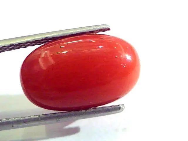 9.56 Ct 10.62 Ratti Untreated Natural Premium Italian Red Coral AAAAA