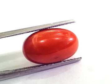 9.51 Ct 15.5 Ratti Natural Italian Red Coral Moonga Gemstone AAAA