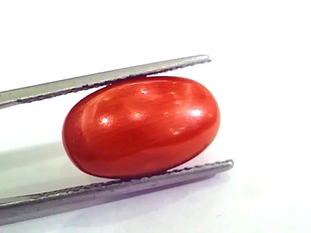 9.51 Ct 15.5 Ratti Natural Italian Red Coral Moonga Gemstone AAAA