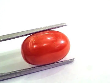 9.52 Ct 10.57 Ratti Natural Italian Red Coral Moonga Gemstone AAAA