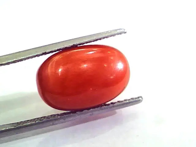 9.52 Ct 10.57 Ratti Natural Italian Red Coral Moonga Gemstone AAAA