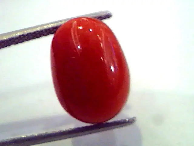 9.55 Ct Untreated Natural Premium Red Italian Coral AAA