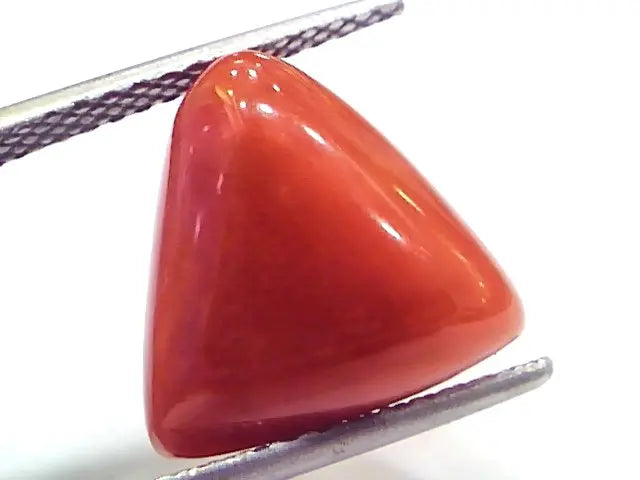 9.65 Ct 16 Ratti Natural Italian Triangle Red Coral Moonga Gemstone