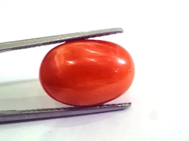9.64 Ct 10.71 Ratti Natural Italian Red Coral Moonga Gemstone AAAA - Venus Gems