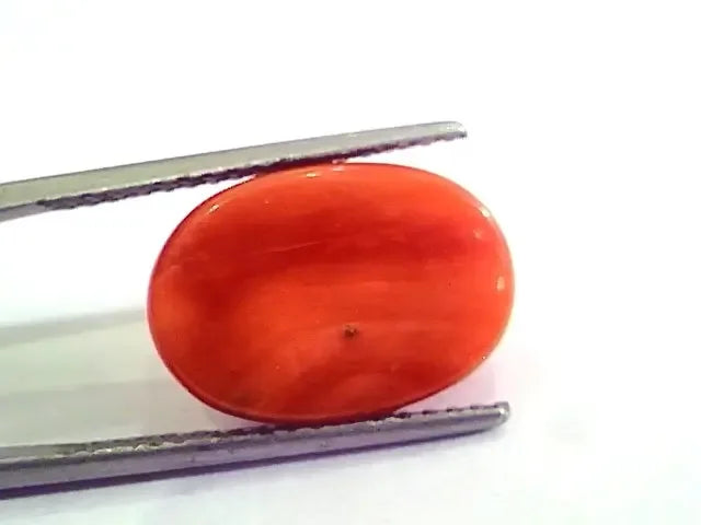 9.64 Ct 10.71 Ratti Natural Italian Red Coral Moonga Gemstone AAAA - Venus Gems