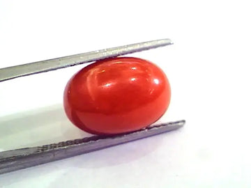 9.64 Ct 10.71 Ratti Natural Italian Red Coral Moonga Gemstone AAAA