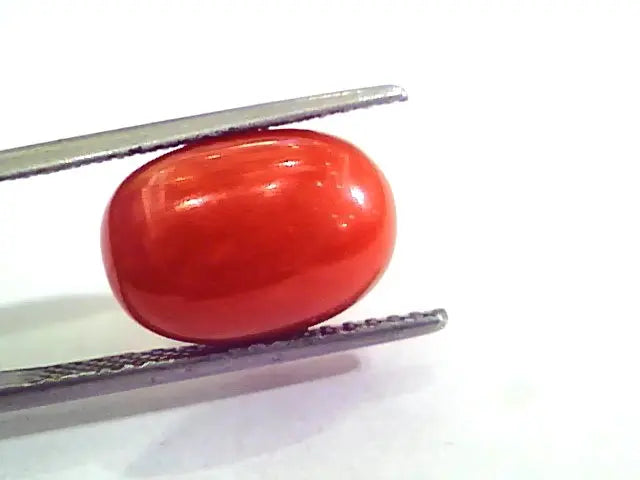 9.64 Ct 10.71 Ratti Natural Italian Red Coral Moonga Gemstone AAAA