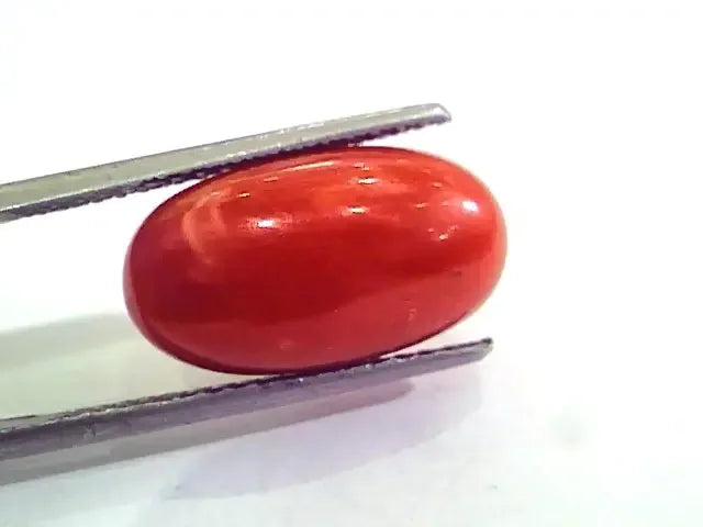 9.70 Ct 10.77 Ratti Natural Italian Red Coral Moonga Gemstone AAAA - Venus Gems