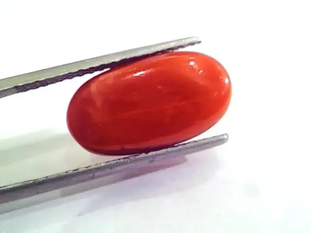 9.70 Ct 10.77 Ratti Natural Italian Red Coral Moonga Gemstone AAAA - Venus Gems