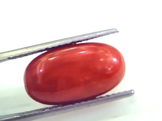 9.86 Ct 10.95 Ratti Untreated Natural Premium Italian Red Coral Gemstone AAA - Venus Gems