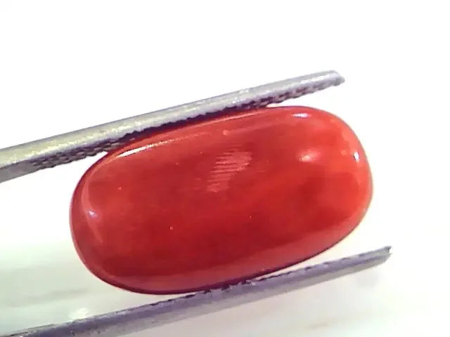 9.86 Ct 10.95 Ratti Untreated Natural Premium Italian Red Coral Gemstone AAA - Venus Gems