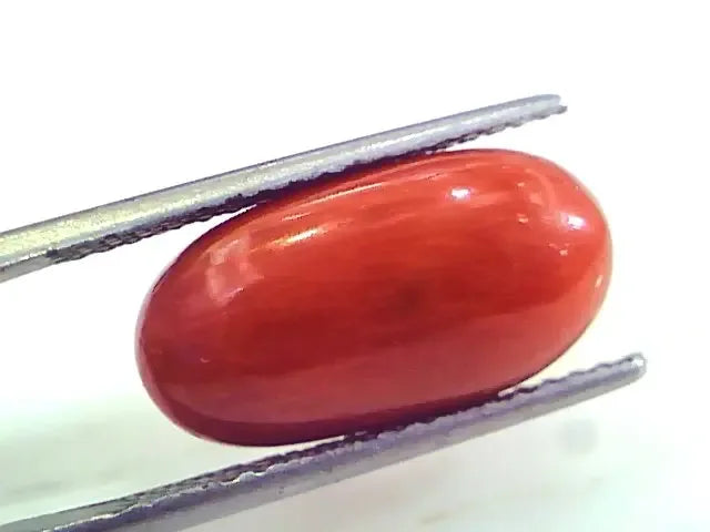 9.92 Ct 11.02 Ratti Untreated Natural Premium Italian Red Coral Gemstone AAA - Venus Gems