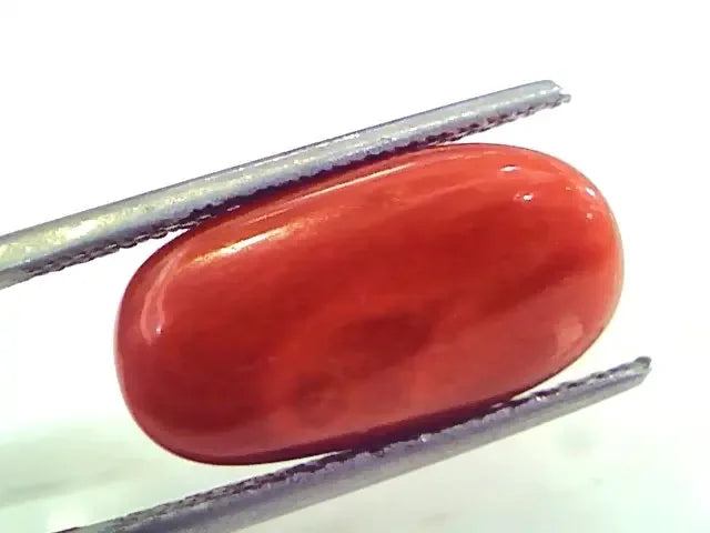 9.92 Ct 11.02 Ratti Untreated Natural Premium Italian Red Coral Gemstone AAA - Venus Gems