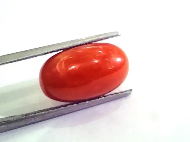 9.97 Ct 11.07 Ratti Natural Italian Red Coral Moonga Gemstone AAAA - Venus Gems