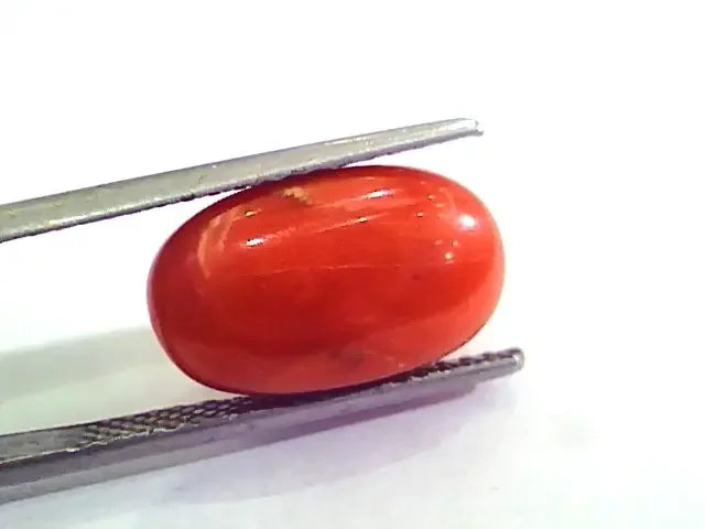 9.97 Ct 11.07 Ratti Natural Italian Red Coral Moonga Gemstone AAAA - Venus Gems