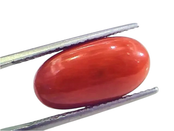9.92 Ct 11.02 Ratti Untreated Natural Premium Italian Red Coral Gemstone AAA - Venus Gems
