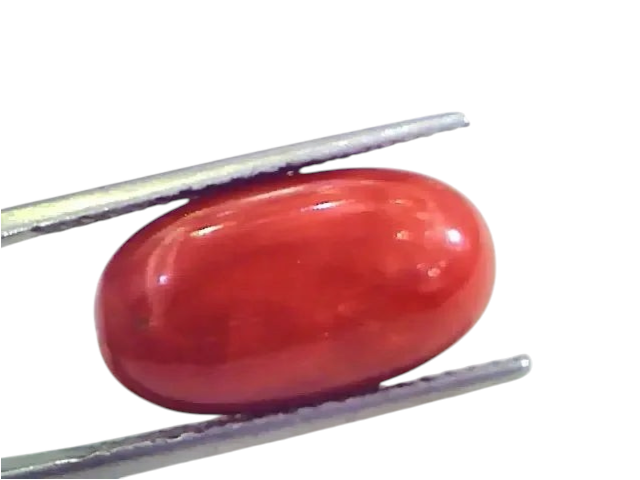 9.86 Ct 10.95 Ratti Untreated Natural Premium Italian Red Coral Gemstone AAA - Venus Gems