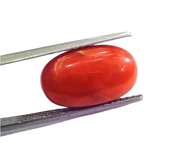 9.97 Ct 11.07 Ratti Natural Italian Red Coral Moonga Gemstone AAAA - Venus Gems
