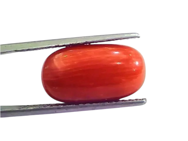 9.27 Ct 10.3 Ratti Natural Italian Red Coral Moonga Gemstone AAAA - Venus Gems