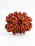 9 Mukhi Rudraksha Nepal - Original Certified Bead for Energy & Success