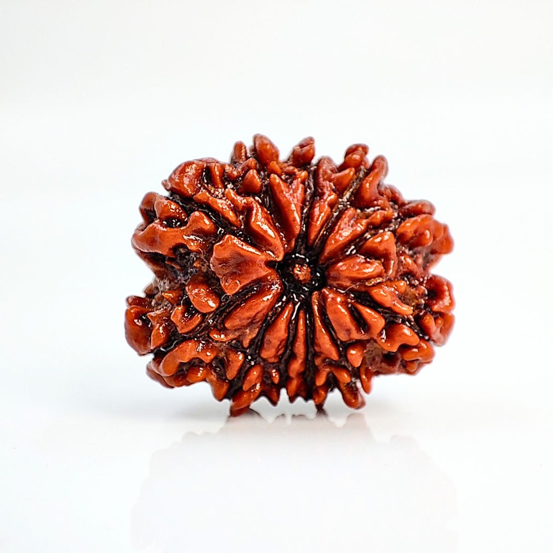 9 Mukhi Rudraksha bead from Venus Gems, featuring a textured, natural brown surface, symbolizing energy and success.