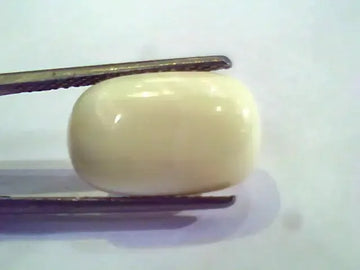 6 Carat Natural White Coral Safed Moonga Gemstone for venus+mars - Venus Gems