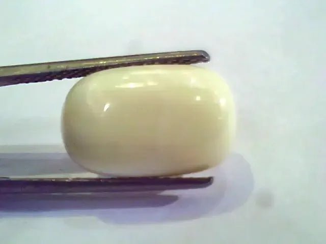 6 Carat Natural White Coral Safed Moonga Gemstone for venus+mars - Venus Gems
