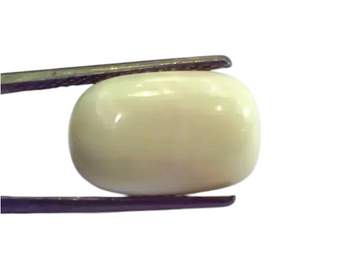 6 Carat Natural White Coral Safed Moonga Gemstone for venus+mars - Venus Gems