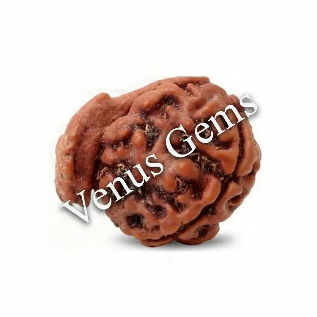Ganesh Mukhi Nepali Rudraksha Natural and Certified - Venus Gems
