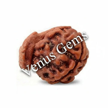 Ganesh Mukhi Nepali Rudraksha Natural and Certified - Venus Gems