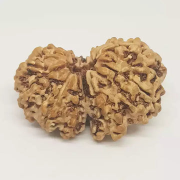 Gauri Shankar Rudraksha bead from Venus Gems, featuring two joined seeds with a textured, natural brown surface.