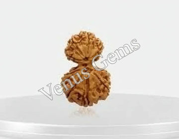 Gauri Shankar Nepali Rudraksha Natural and Certified - Venus Gems