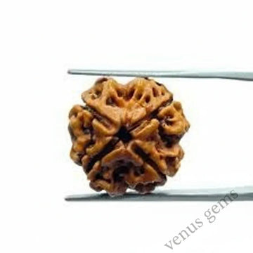 4 Mukhi Nepali Rudraksha Natural and Certified - Venus Gems
