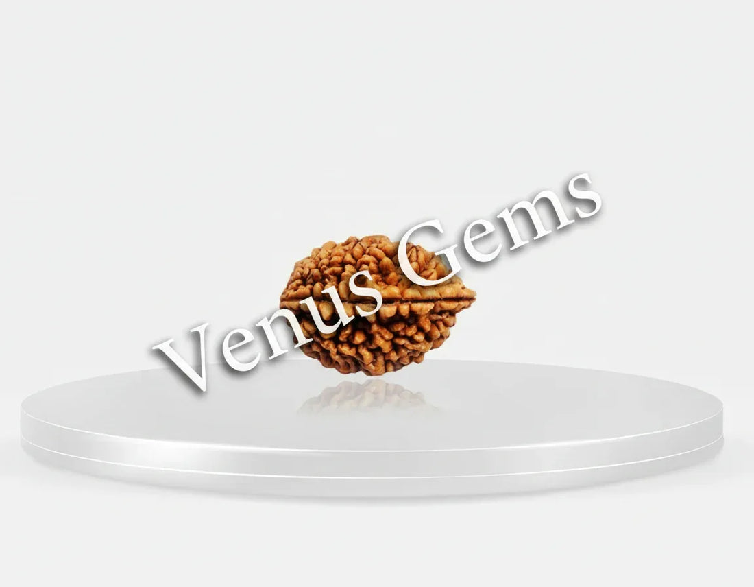 2 Mukhi Nepali Rudraksha Natural and Certified - Venus Gems
