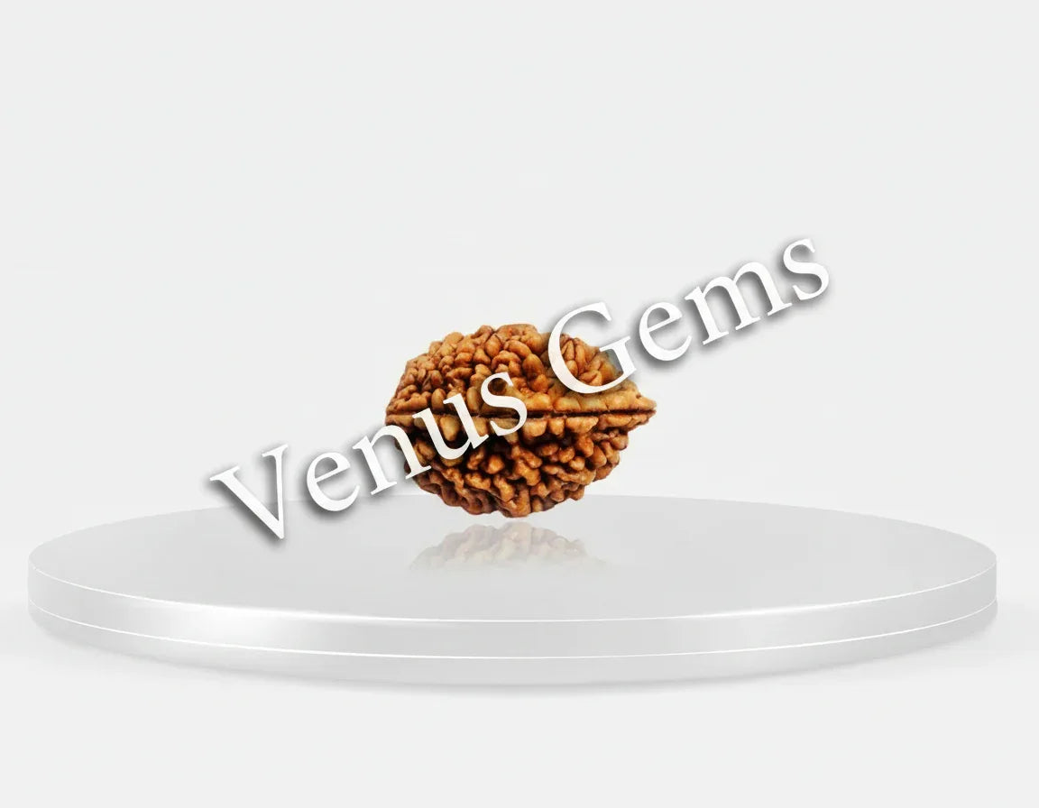 2 Mukhi Nepali Rudraksha Natural and Certified - Venus Gems