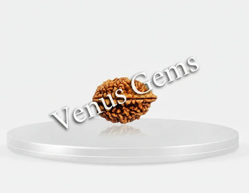 2 Mukhi Nepali Rudraksha Natural and Certified - Venus Gems