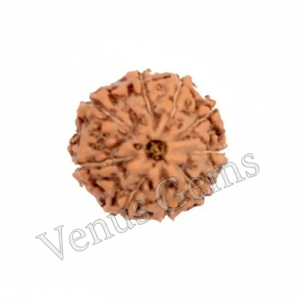 9 Mukhi Indonesian Rudraksha Natural and Certified - Venus Gems