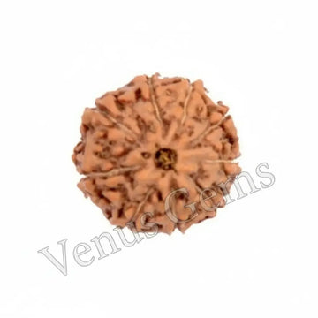 9 Mukhi Indonesian Rudraksha Natural and Certified - Venus Gems