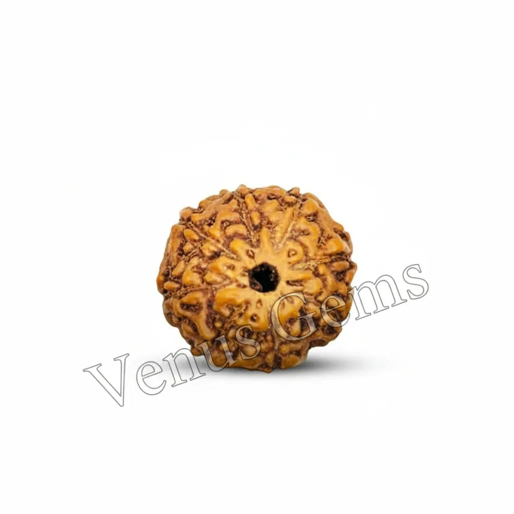 8 Mukhi Indonesian Rudraksha Natural and Certified - Venus Gems
